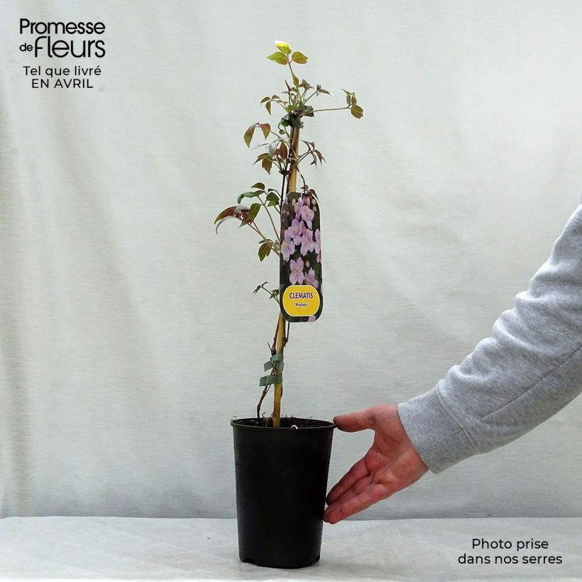 Example of Clematis montana Mayleen - Bergbosrank Pot van 2 l/3 l as you get in printemps