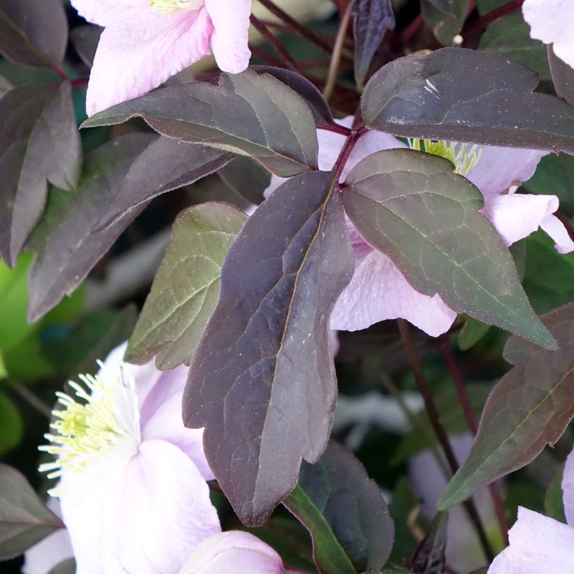 Clematis montana Mayleen - Bergbosrank (Blad)