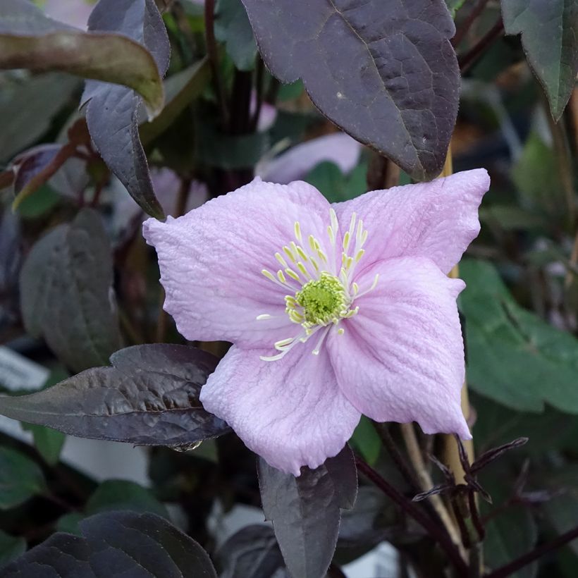 Clematis montana Mayleen - Bergbosrank (Bloei)