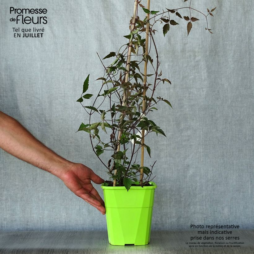 Exemplaar van Clematis montana Rosebud - Bergbosrank Pot van 3 l/4 l zoals geleverd in de zomer