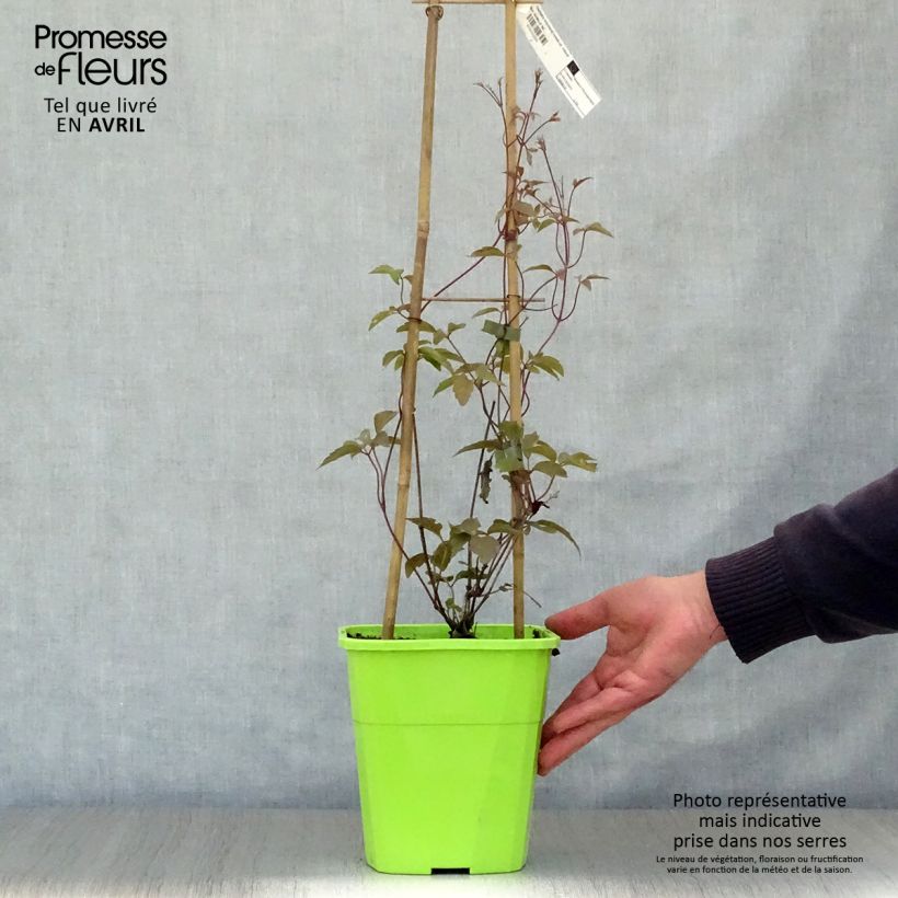 Example of Clematis montana Rosebud - Bergbosrank Pot van 3 l/4 l as you get in printemps