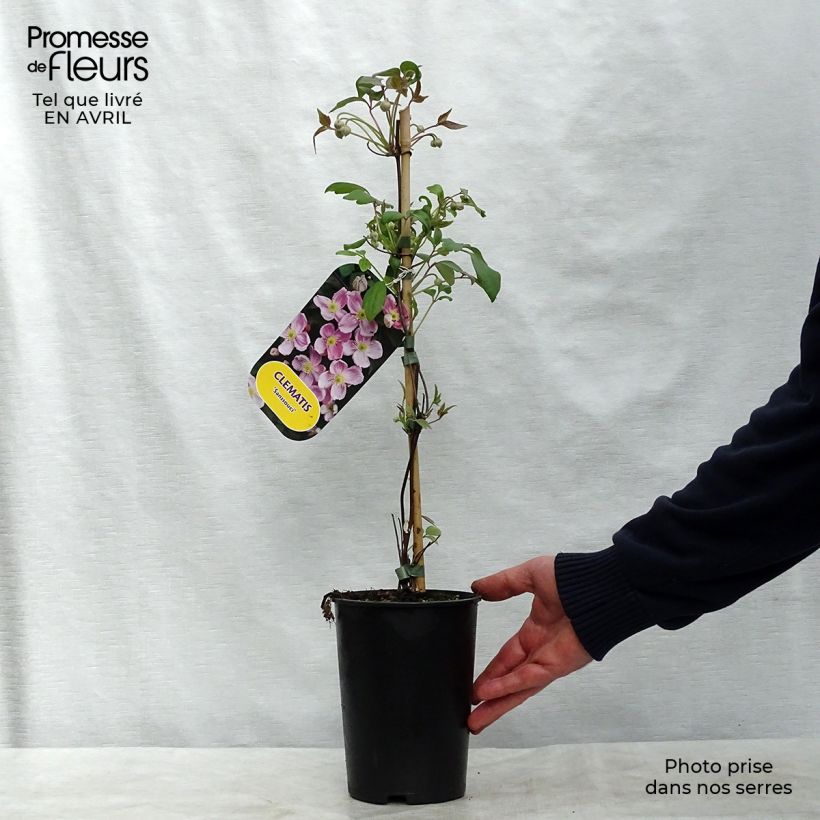 Example of Clematis montana Sanssouci - Bergbosrank Pot van 2 l/3 l as you get in printemps