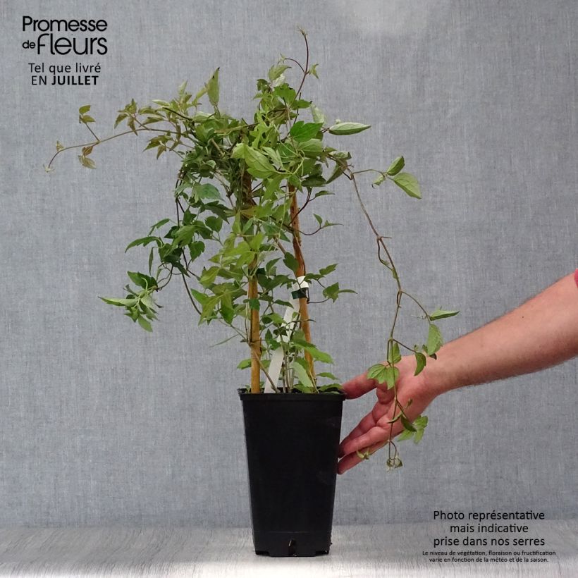 Exemplaar van Clematis montana Spooneri - Bergbosrank Pot van 2 l/3 l zoals geleverd in de zomer