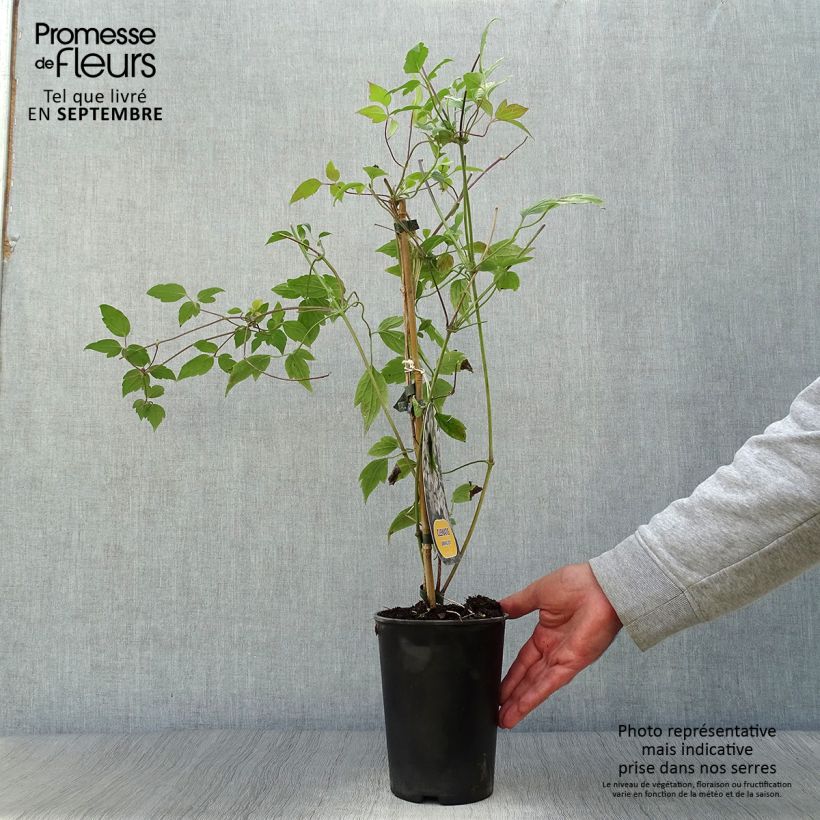 Exemplaar van Clematis montana Spring Joy - Bergbosrank Pot van 2 l/3 l zoals geleverd in de herfst