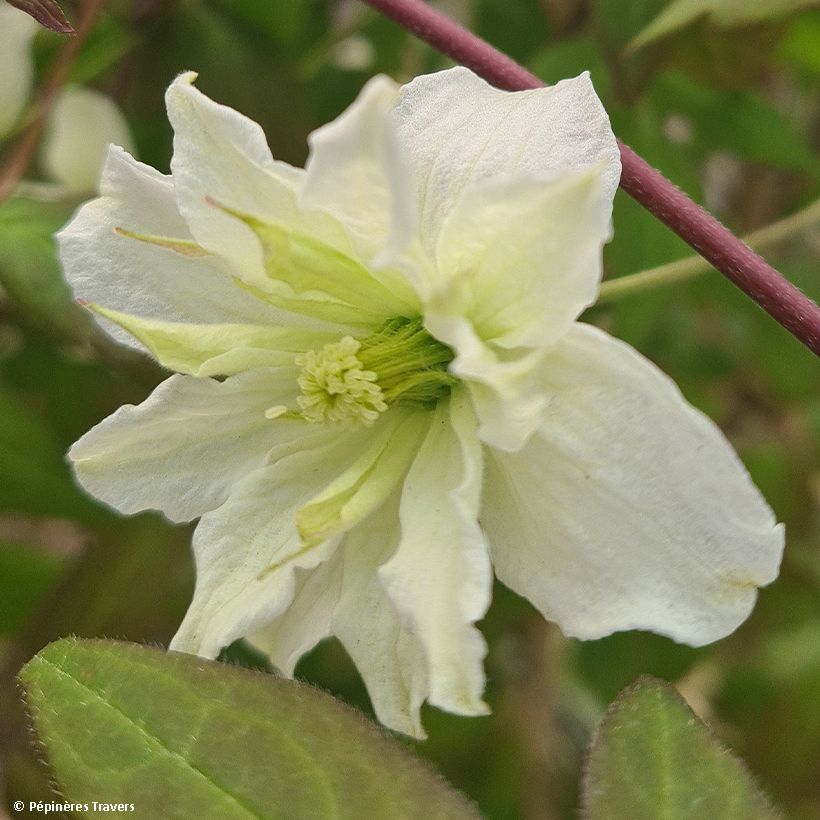 Clematis montana Starlet White Perfume - Bergbosrank (Bloei)