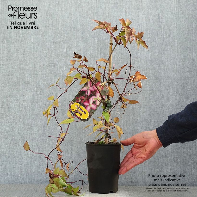 Exemplaar van Clematis montana Van Gogh - Bergbosrank Pot van 2 l/3 l zoals geleverd in de herfst