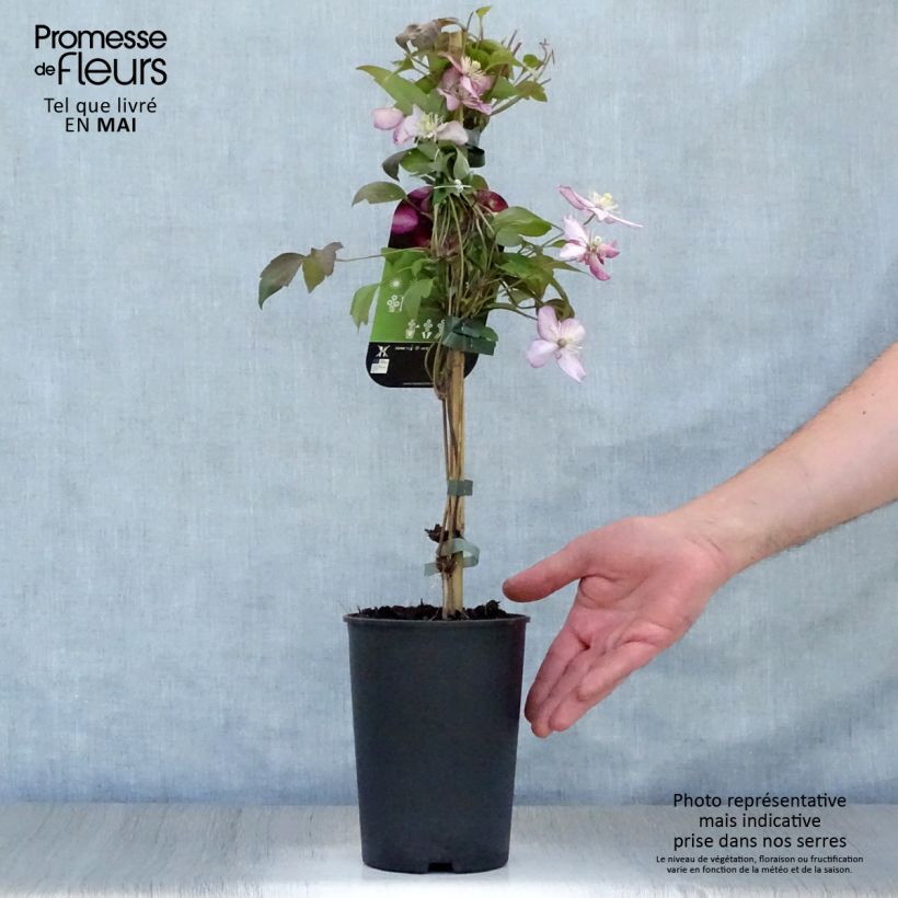 Example of Clematis montana Van Gogh - Bergbosrank Pot van 2 l/3 l as you get in printemps