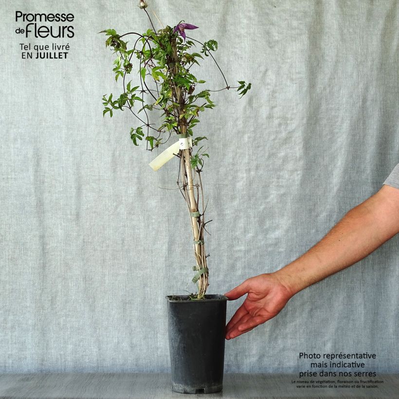 Exemplaar van Clematis alpina Tage Lundell - Alpenbosrank Pot van 2 l/3 l zoals geleverd in de zomer