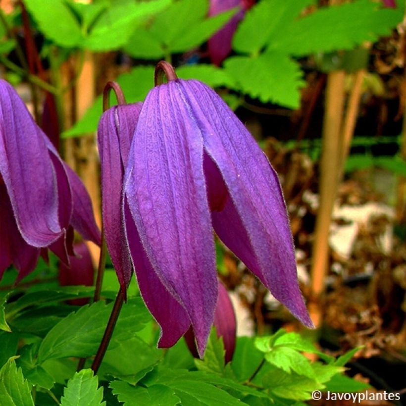 Clematis alpina Tage Lundell - Alpenbosrank (Bloei)