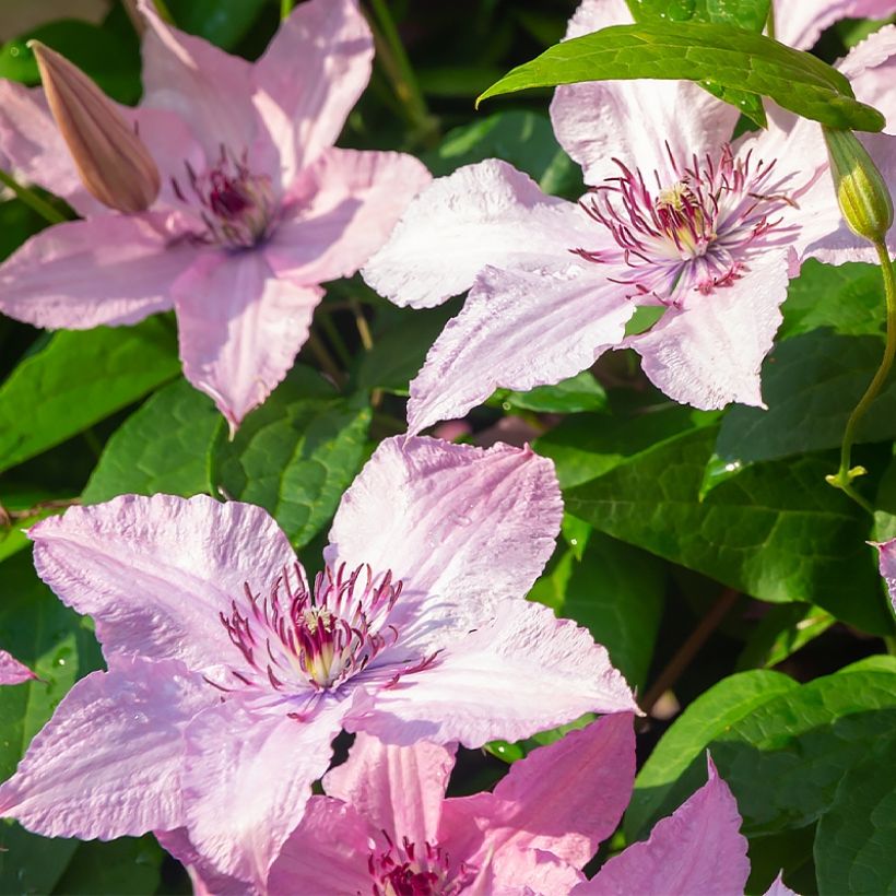 Clematis patens Mandy - Bosrank (Bloei)