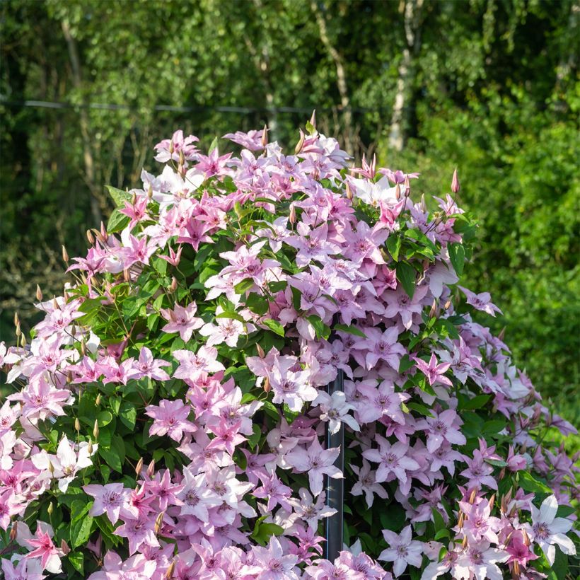 Clematis patens Mandy - Bosrank (Groeiplaats)