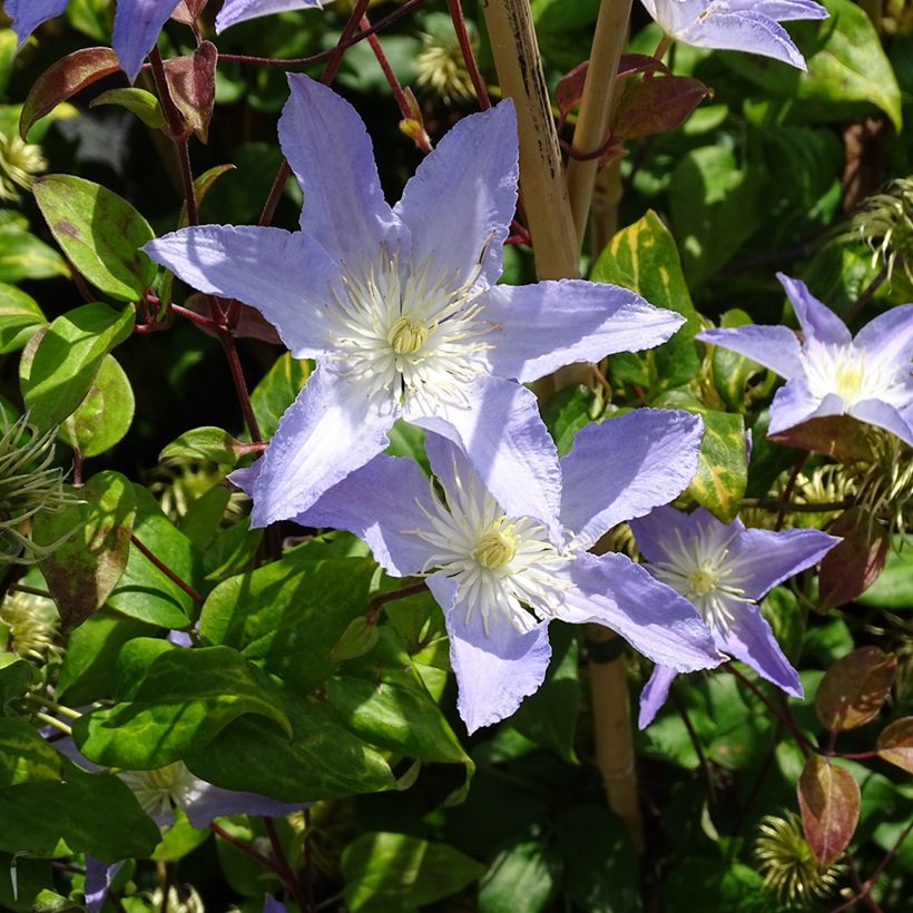 Clematis patens Spotlight - Bosrank (Groeiplaats)