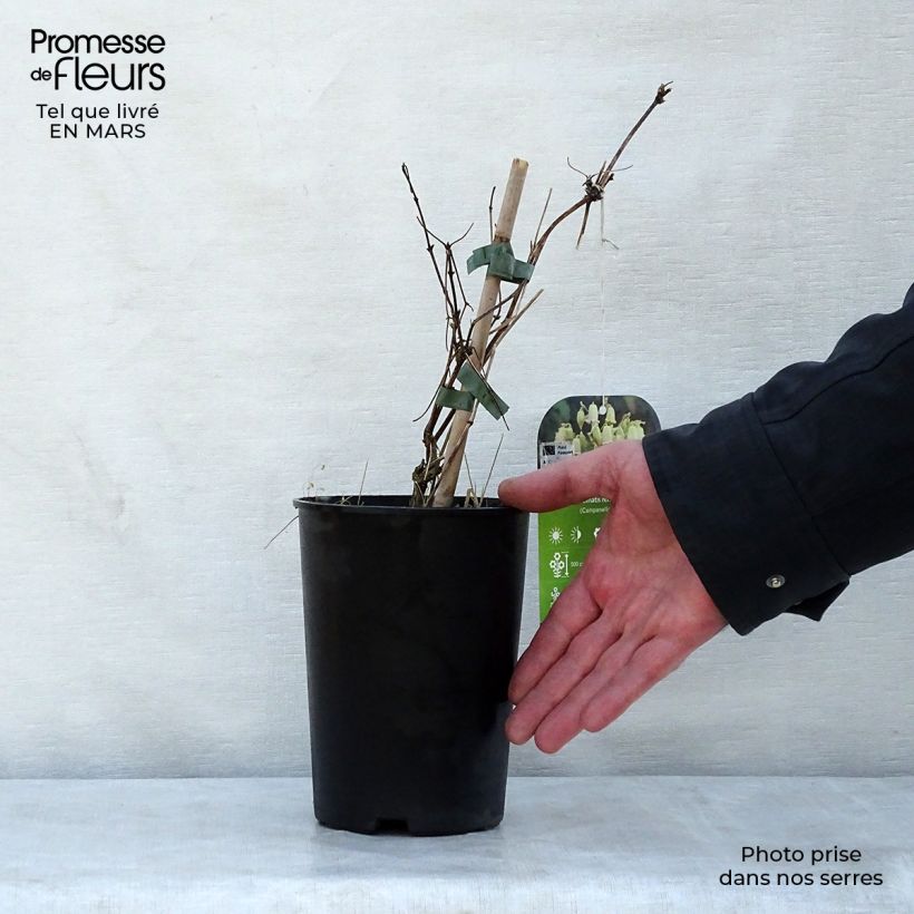 Example of Clematis rehderiana - Bosrank Pot van 2 l/3 l as you get in printemps