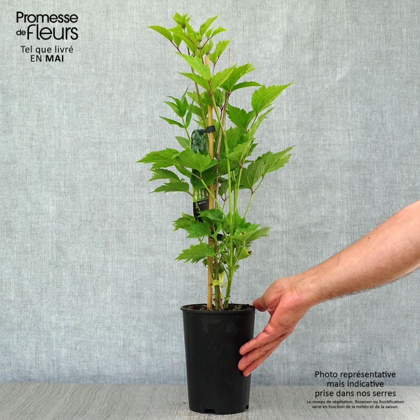 Exemplaar van Clematis stans - Struikclematis Pot van 2 l/3 l zoals geleverd in de lente