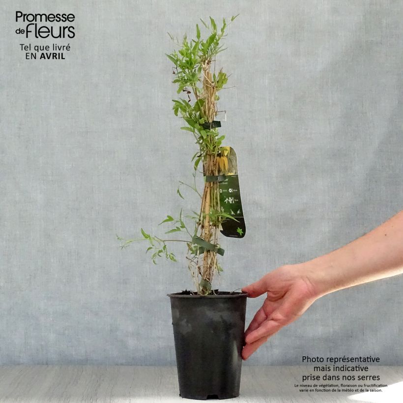 Example of Clematis tangutica Aureolin - Gouden bosrank Pot van 2 l/3 l as you get in printemps