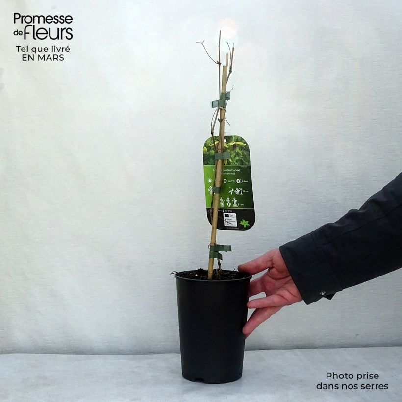 Exemplaar van Clematis tangutica Golden Harvest - Gouden bosrank Pot van 2 l/3 l zoals geleverd in de lente