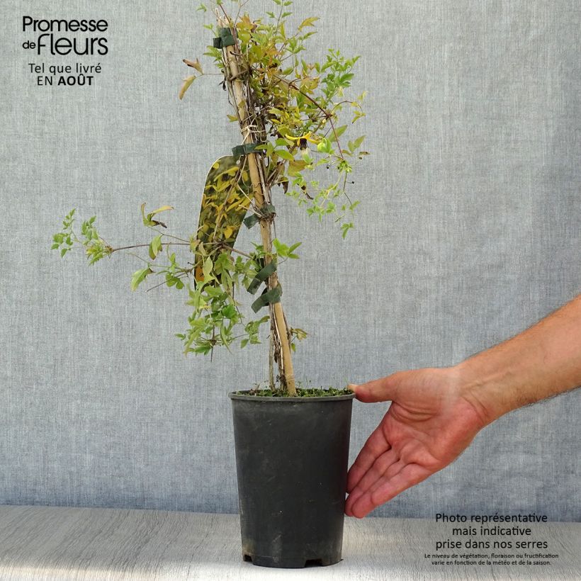 Exemplaar van Clematis tangutica Golden Harvest - Gouden bosrank Pot van 2 l/3 l zoals geleverd in de zomer