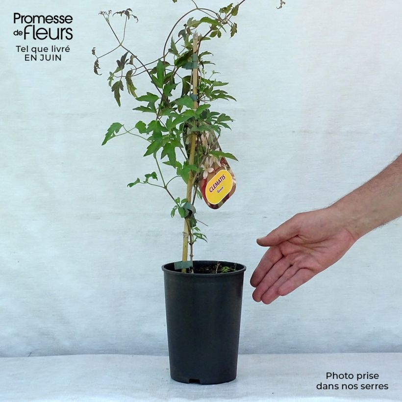 Exemplaar van Clematis tangutica Grace - Gouden bosrank Pot van 2 l/3 l zoals geleverd in de zomer