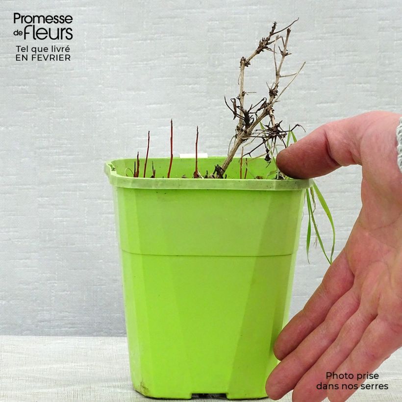 Exemplaar van Clematis tangutica Little Lemons - Gouden bosrank Pot van 1 l/1,5 l zoals geleverd in de winter