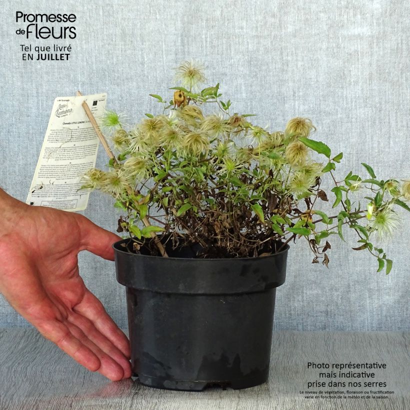 Exemplaar van Clematis tangutica Little Lemons - Gouden bosrank Pot van 2 l/3 l zoals geleverd in de zomer