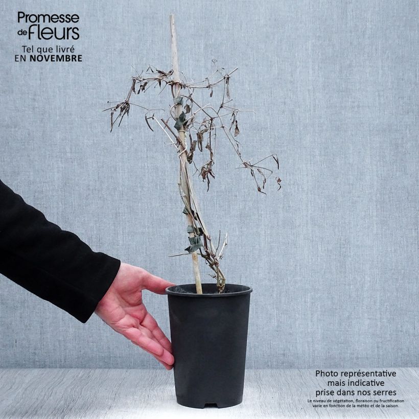 Exemplaar van Clematis tangutica My Angel - Gouden bosrank Pot van 2 l/3 l zoals geleverd in de herfst