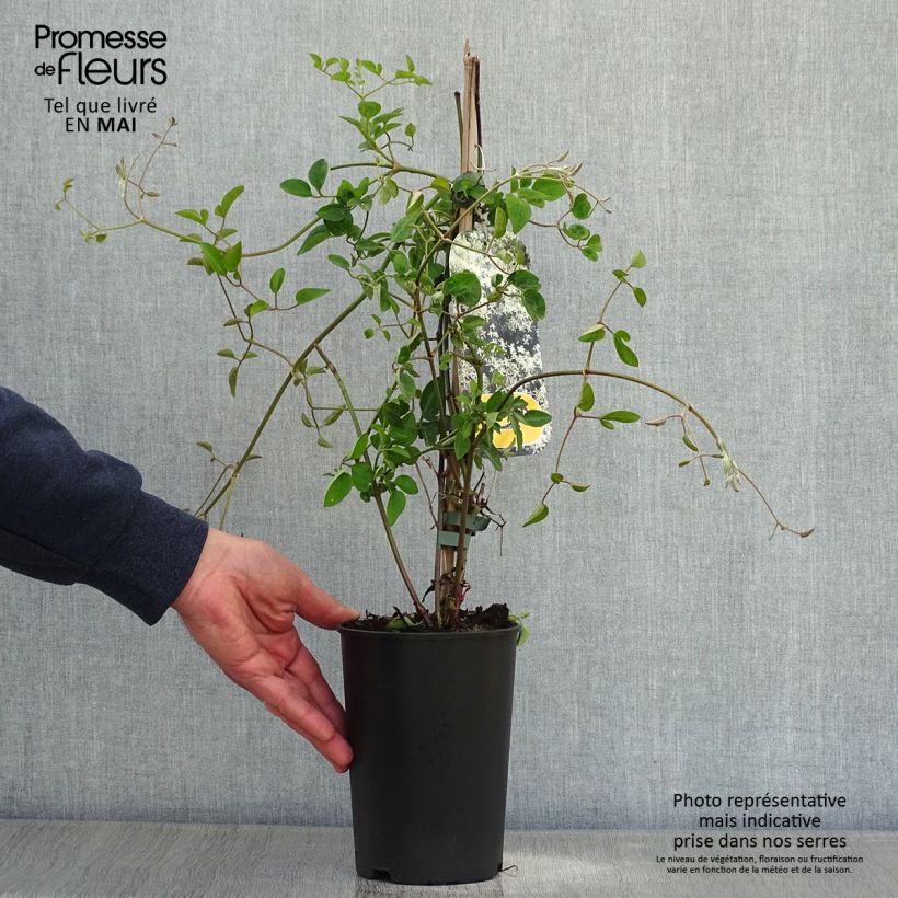 Exemplaar van Clematis terniflora - Kleinbloemige clematis Pot van 2 l/3 l zoals geleverd in de lente