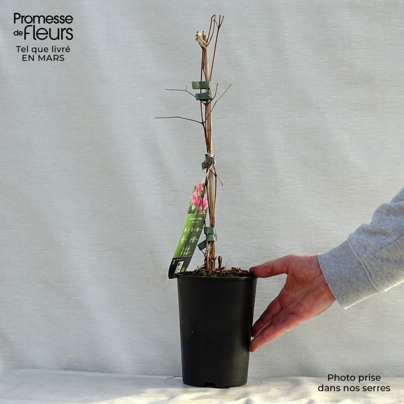 Exemplaar van Clematis texensis Duchess of Albany - Bosrank Pot van 2 l/3 l zoals geleverd in de lente