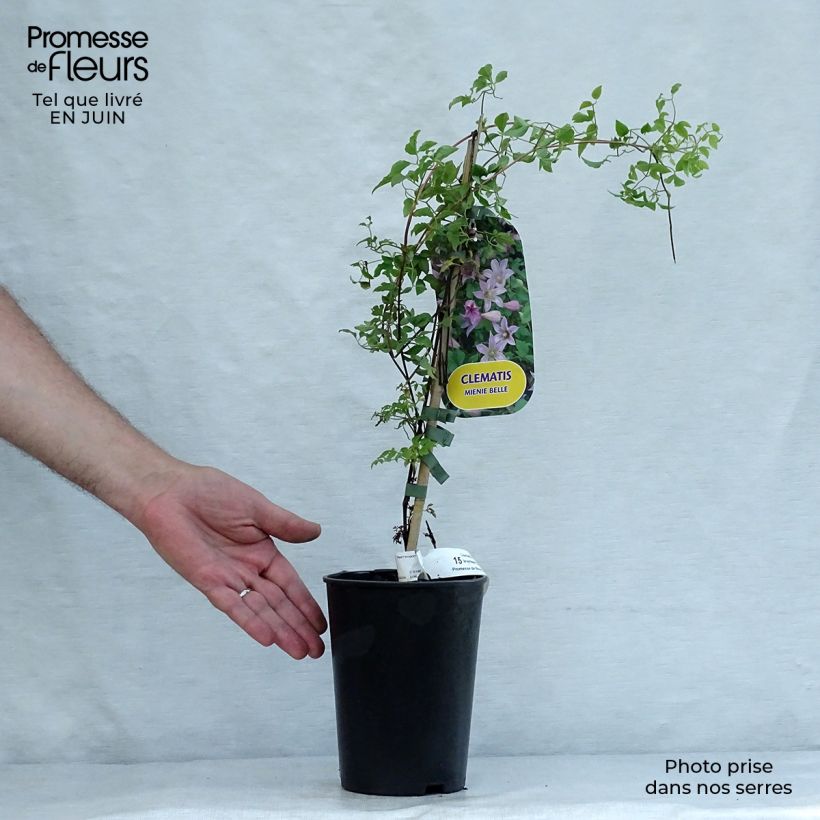 Exemplaar van Clematis texensis Mienie Belle - Bosrank Pot van 2 l/3 l zoals geleverd in de zomer