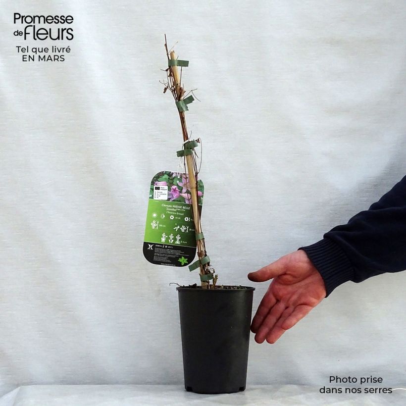 Example of Clematis texensis Mienie Belle - Bosrank Pot van 2 l/3 l as you get in printemps
