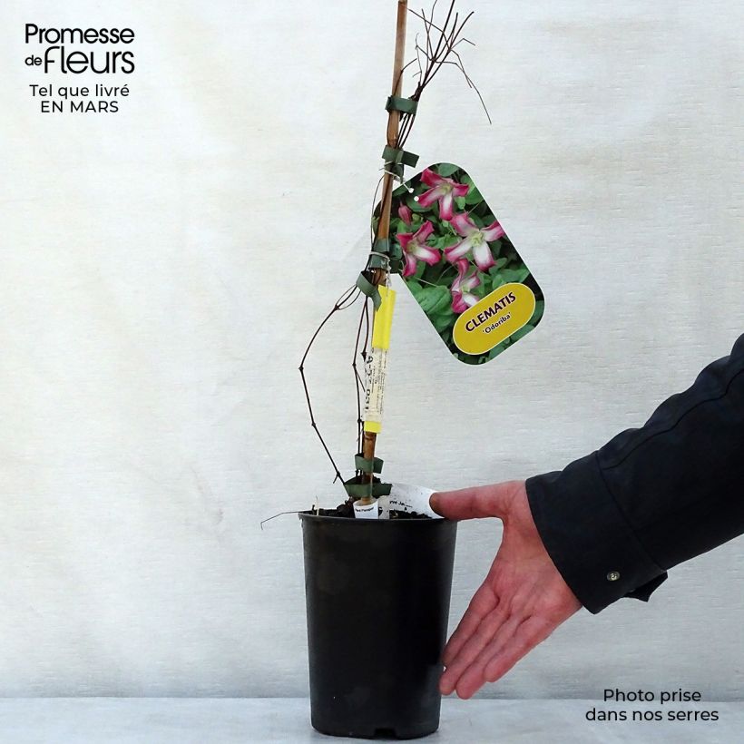 Exemplaar van Clematis texensis Odoriba - Bosrank Pot van 2 l/3 l zoals geleverd in de lente