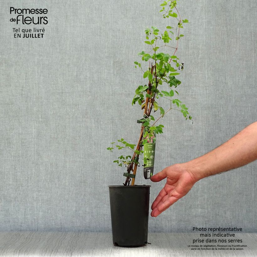 Exemplaar van Clematis texensis Odoriba - Bosrank Pot van 2 l/3 l zoals geleverd in de zomer