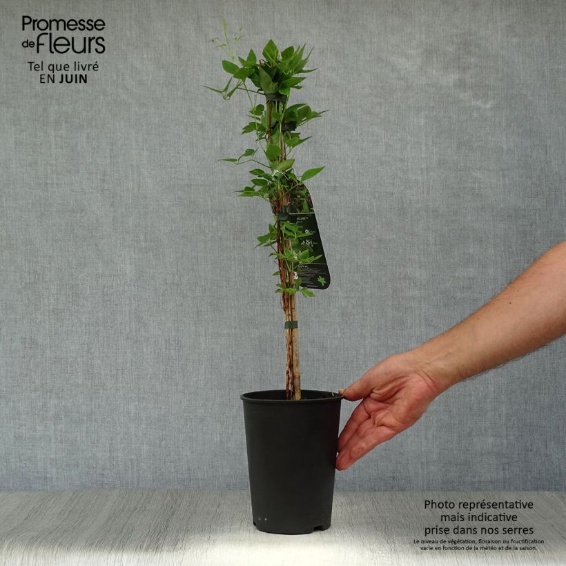 Exemplaar van Clematis texensis Prince William - Bosrank Pot van 2 l/3 l zoals geleverd in de zomer