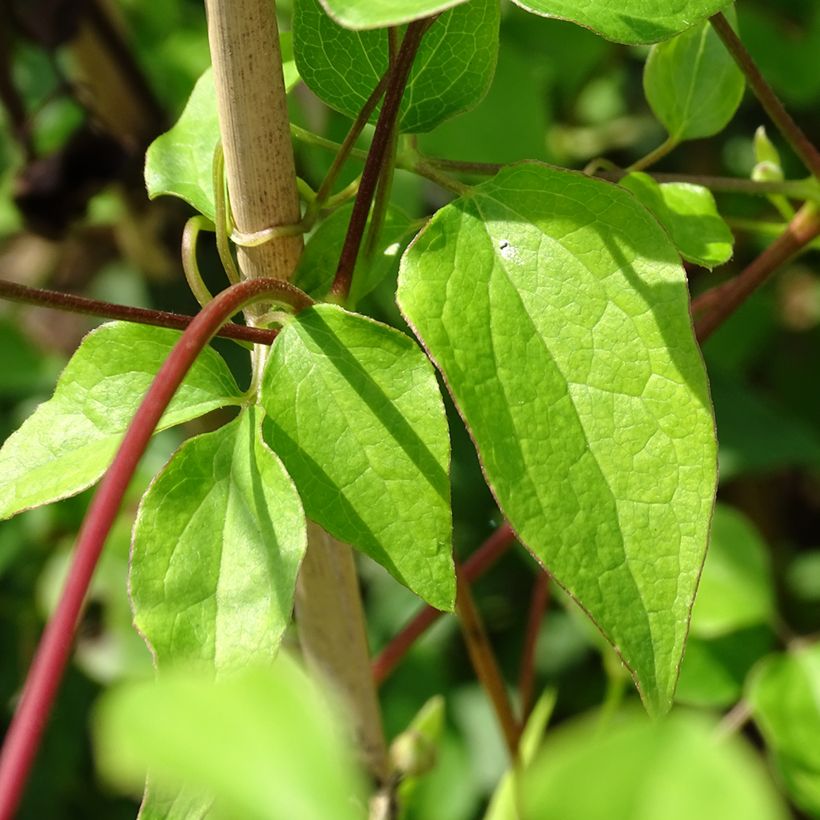 Clematis texensis Princess Kate - Bosrank (Blad)