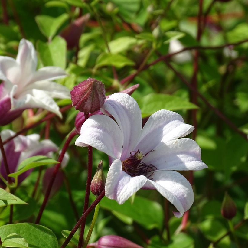 Clematis texensis Princess Kate - Bosrank (Bloei)