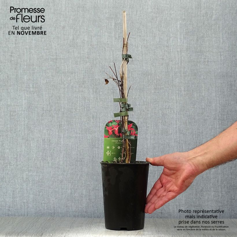 Exemplaar van Clematis texensis Princess Diana - Bosrank Pot van 1,5 l/2 l zoals geleverd in de herfst