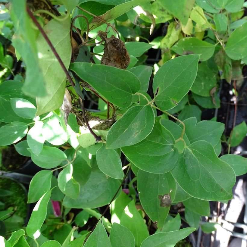 Clematis texensis Princess Diana - Bosrank (Blad)