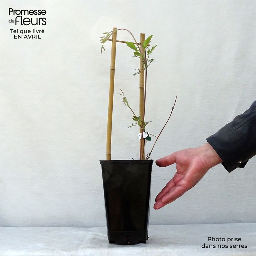 Exemplaar van Clematis texensis Queen Maxima - Bosrank Pot van 1,5 l/2 l zoals geleverd in de lente