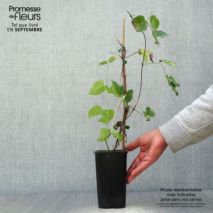 Exemplaar van Clematis texensis Queen Maxima - Bosrank Pot van 1,5 l/2 l zoals geleverd in de herfst