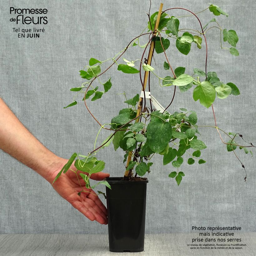 Exemplaar van Clematis texensis Queen Maxima - Bosrank Pot van 1,5 l/2 l zoals geleverd in de zomer