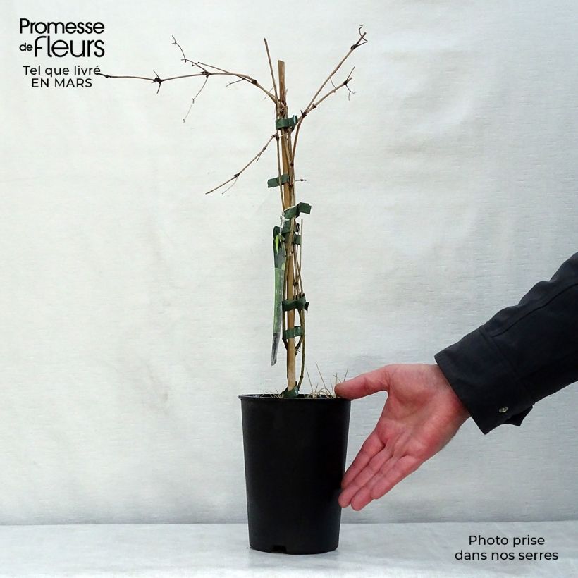 Exemplaar van Clematis tibetana Orange Peel - Gouden bosrank Pot van 2 l/3 l zoals geleverd in de lente