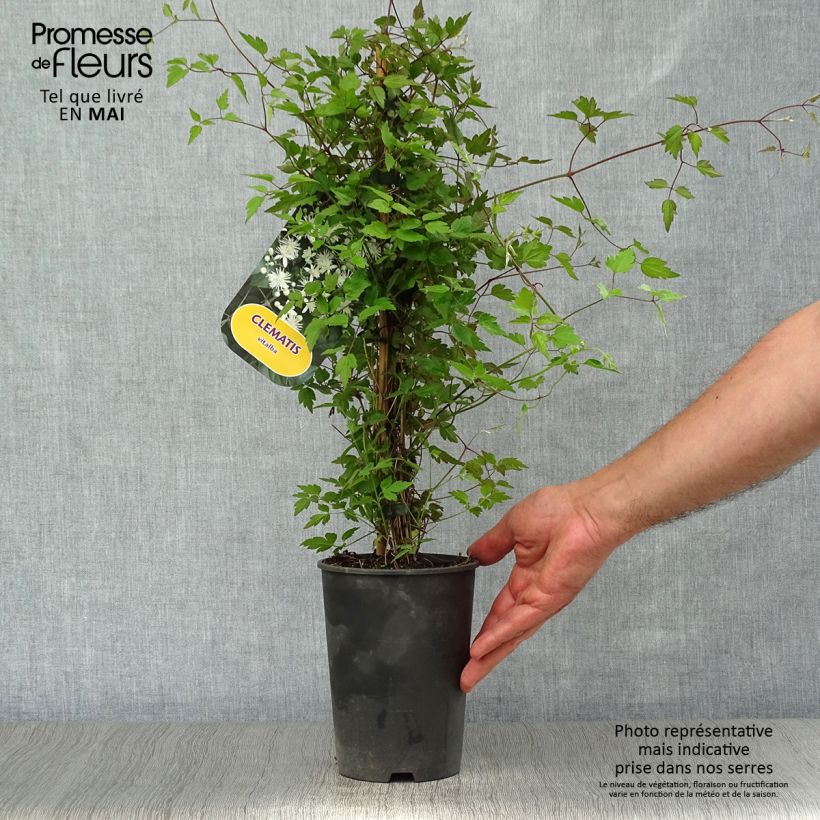 Example of Clematis vitalba - Wilde bosrank Pot van 2 l/3 l as you get in printemps