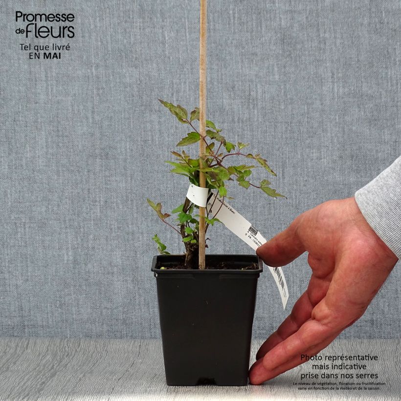 Example of Clematis vitalba - Wilde bosrank Kweekpotje van 8/9 cm as you get in printemps