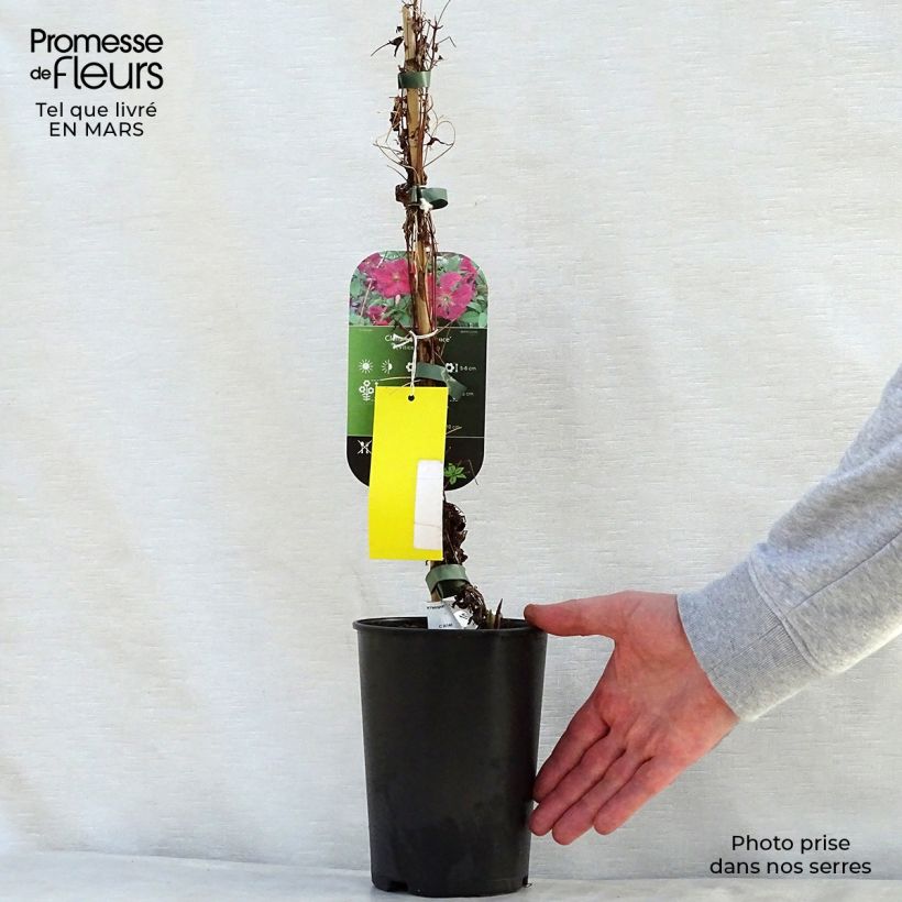 Example of Clematis viticella Abundance - Italiaanse clematis Pot van 2 l/3 l as you get in printemps