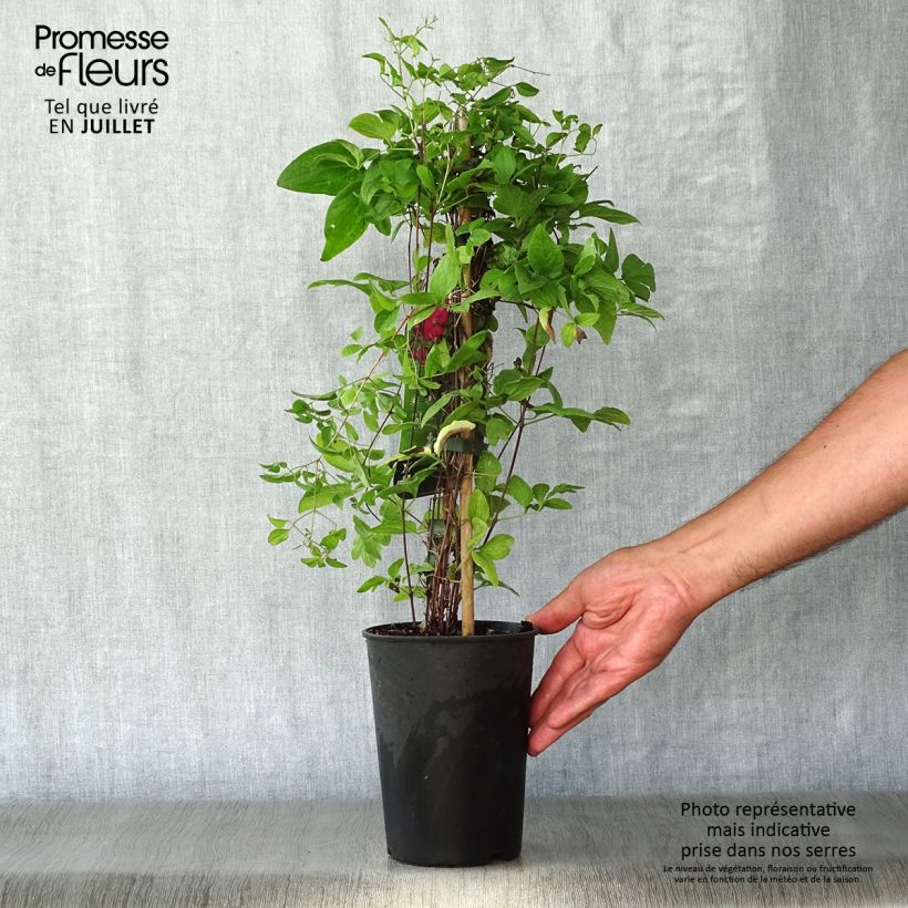 Exemplaar van Clematis viticella Abundance - Italiaanse clematis Pot van 2 l/3 l zoals geleverd in de zomer
