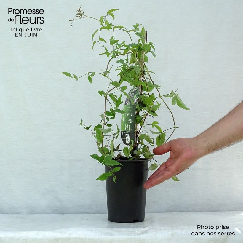 Exemplaar van Clematis viticella Black Prince - Italiaanse clematis Pot van 2 l/3 l zoals geleverd in de zomer