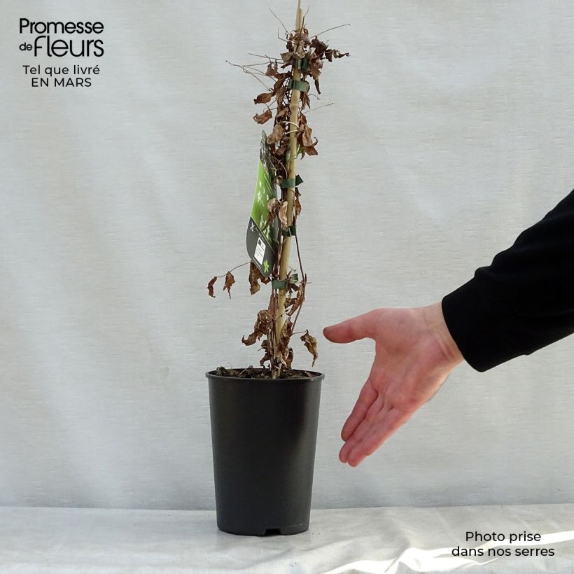 Exemplaar van Clematis viticella Black Prince - Italiaanse clematis Pot van 2 l/3 l zoals geleverd in de lente