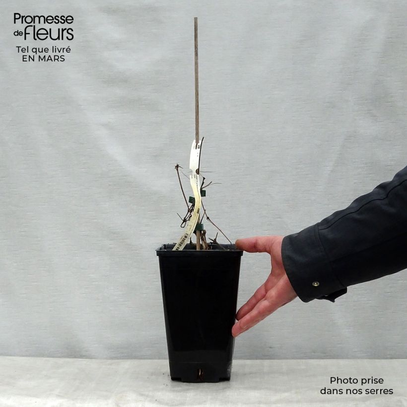 Exemplaar van Clematis Bonanza - Italiaanse clematis Pot van 2 l/3 l zoals geleverd in de lente