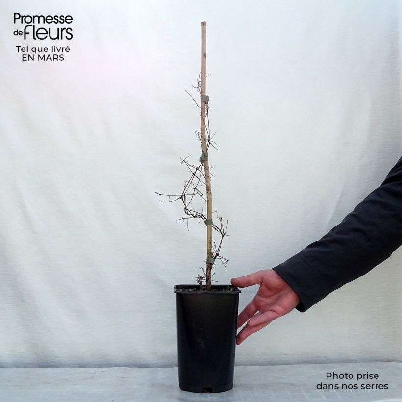 Example of Clematis viticella Burning Love - Italiaanse clematis Pot van 2 l/3 l as you get in printemps