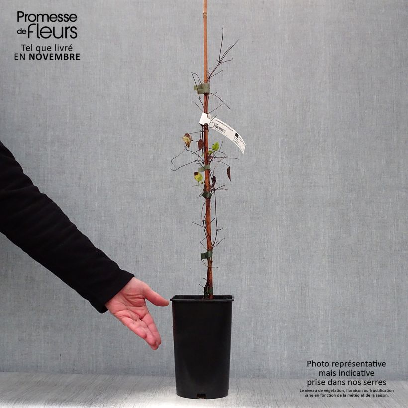 Exemplaar van Clematis viticella Burning Love - Italiaanse clematis Pot van 2 l/3 l zoals geleverd in de herfst