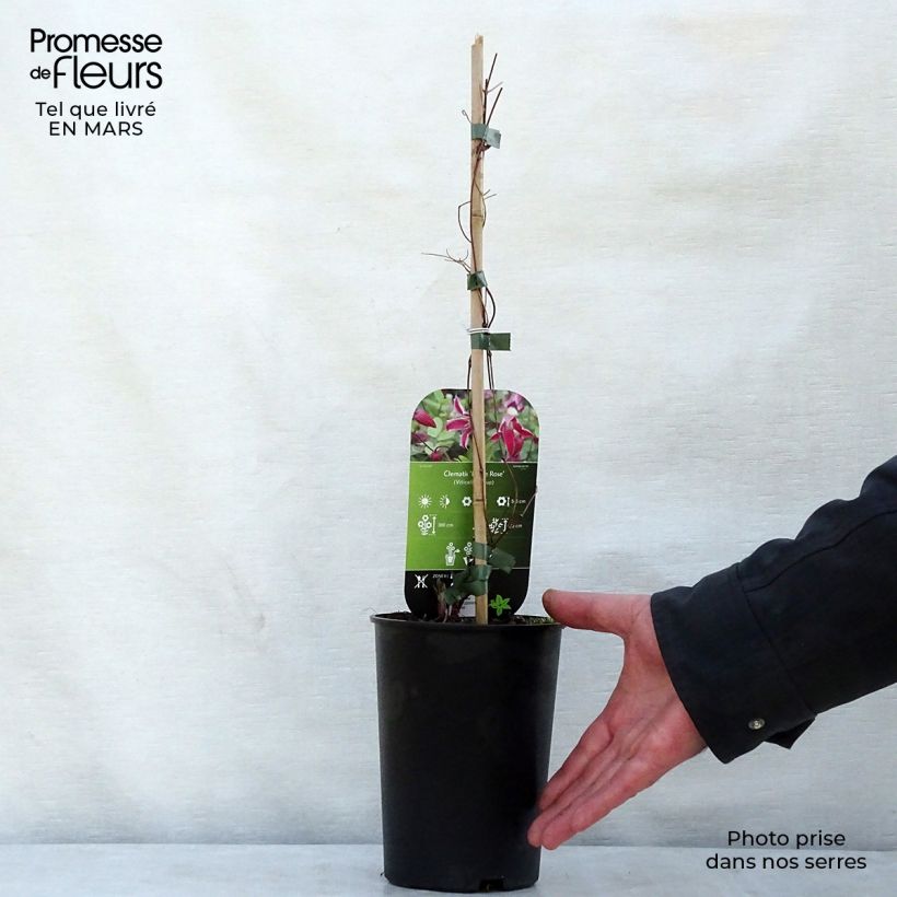 Exemplaar van Clematis viticella Etoile Rose - Bosrank Pot van 2 l/3 l zoals geleverd in de lente